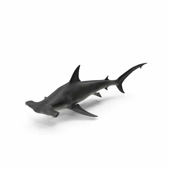 Great Hammerhead Shark