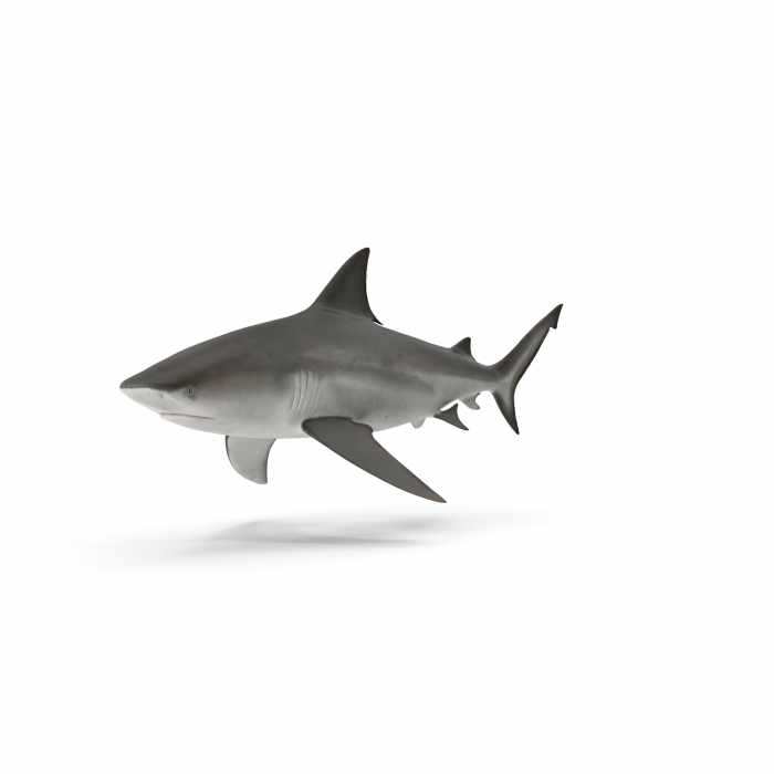 Shark