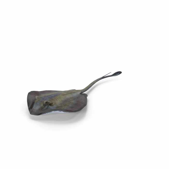 Stingray