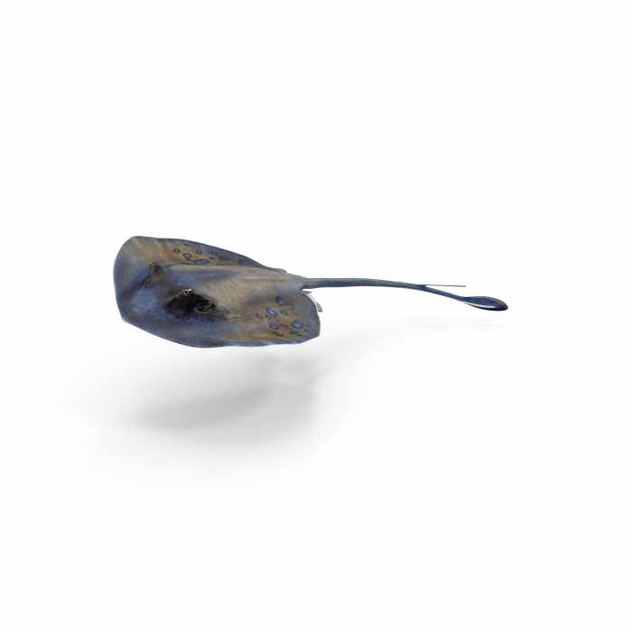 Spotted Stingray