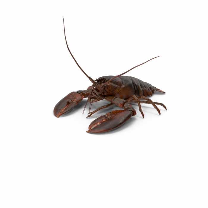 Lobster